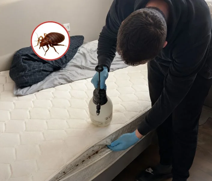 Technicien traitant un matelas contre les punaises de lit à Guitrancourt